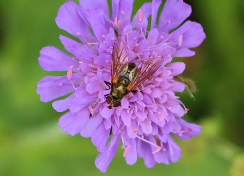Cheilosia sp.